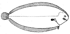 Solea aegyptiaca_claves.jpg